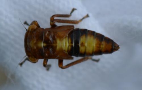 Réf. 285 410 : Rhytidodus decimusquartus